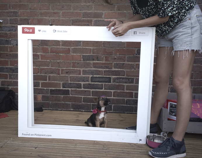 Dog in a frame