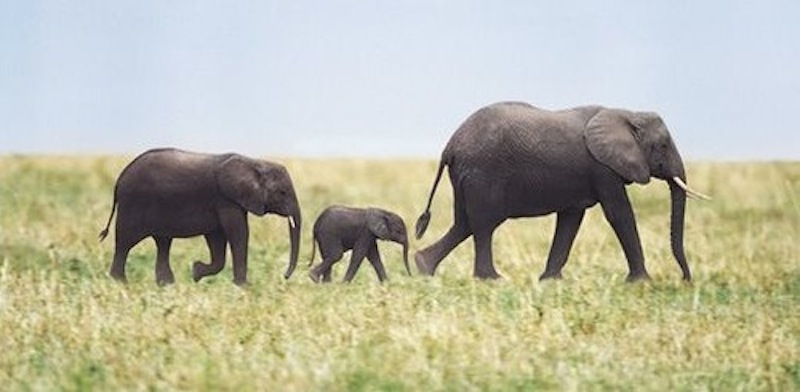 Baby elephants following mother.