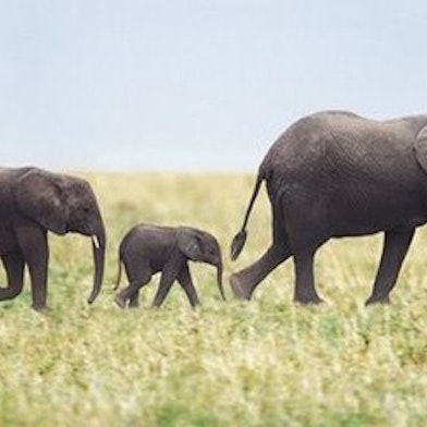 3 elephants