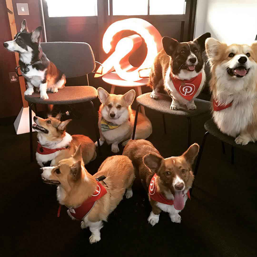 Corgis in the office
